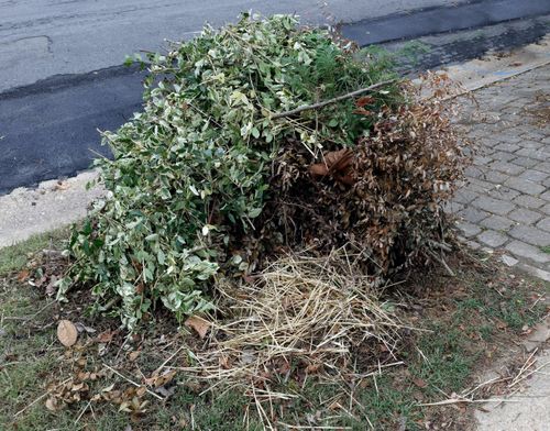 pile of yard clippings by a city street